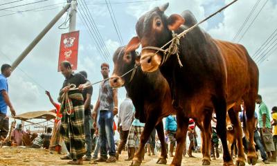 কোরবানীর পশুর বয়স ও গুনাগুন