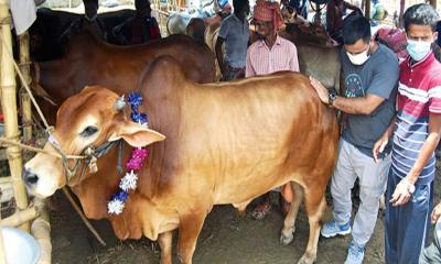 সারা দেশে ৪ হাজার ৪০৭টি পশুর হাট বসবে: স্বরাষ্ট্রমন্ত্রী 