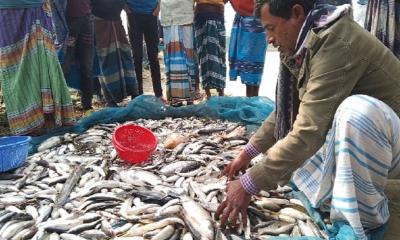 ত্রিশালে পূর্ব শত্রুতার জেরে মৎস্য হ্যাচারিতে বিষ প্রয়োগ