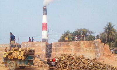 ত্রিশালে ইটভাটায় অবাধে পুড়ছে কাঠ