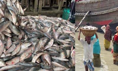 এক নৌকায় মিলল ৫৯ মণ ইলিশ, ১৩ লাখে বিক্রি