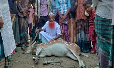 ভোলায় কুকুরের কামড়ে হরিণের মৃত্যু