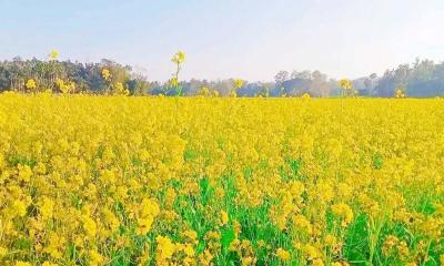 হলুদ সরিষায় রঙিন পাহাড়, লাভের স্বপ্নে চাষি