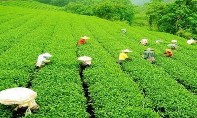 ভারতের চা রপ্তানিতে প্রবৃদ্ধি