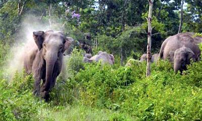 সীমান্তে হাতির আক্রমণে কৃষকের মৃত্যু