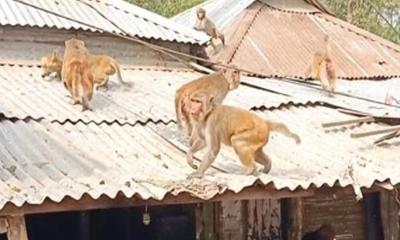 খাদ্য সংকটে লোকালয়ে ঢুকে পড়ছে বন্যপ্রাণী