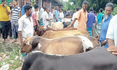 হাতিয়ায় জমে উঠেছে কোরবানির পশুর হাট