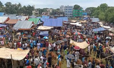 আখাউড়ায় জমে উঠেছে কুরবানির পশুর হাট