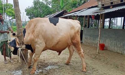 সরিষাবাড়ীতে হাট কাঁপাতে আসছে বক্সার 