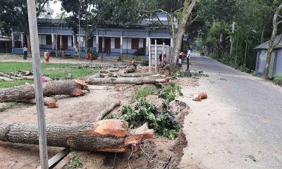 অবৈধভাবে কাটা হচ্ছে বিদ্যালয়ের গাছ, ভেঙে ফেলা হচ্ছে রাস্তা