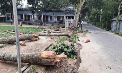 সেই বিদ্যালয়ের গাছ কাটা বন্ধের নির্দেশ, নেয়া হবে ব্যবস্থা