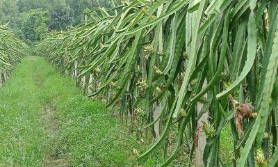 পতিত জমিতে ড্রাগন চাষে সাফল্য