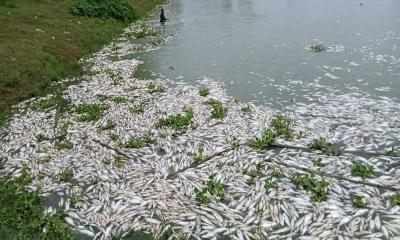 গাইবান্ধায় পুকুরে বিষ প্রয়োগে মাছ নিধন