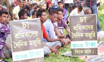 রোববার থেকে কাজে ফিরছে না চা শ্রমিকরা