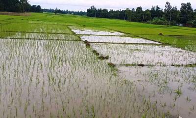 সড়কের পাশে জমির মূল্য বৃদ্ধি পাওয়ায় জবর দখলের চেষ্টা