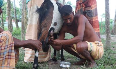 দুধ দিচ্ছে পাঁঠা!