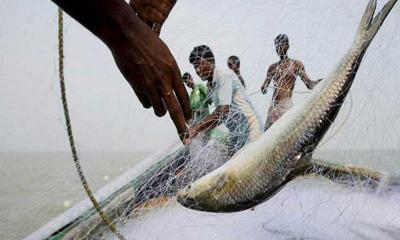 ২২ দিন ইলিশ আহরণ, ক্রয়-বিক্রয় নিষিদ্ধ