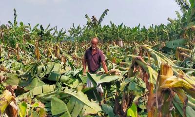 কুষ্টিয়ায় সিত্রাংয়ের তান্ডবে কলা চাষিদের মাথায় হাত