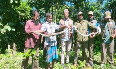 কাপ্তাইয়ে অজগর সাপ অবমুক্ত