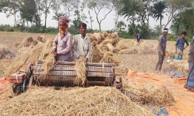 কুষ্টিয়ায় আমন ধানের বাম্পার ফলন