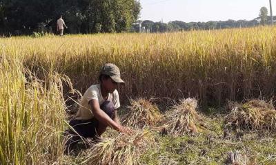 তাড়াইলে আমনের বাম্পার ফলন, কৃষকের মুখে হাসি