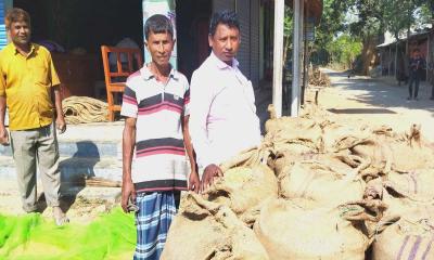 রাণীশংকৈলে আমন ধানের বাম্পার ফলন, দামেও খুশি কৃষক