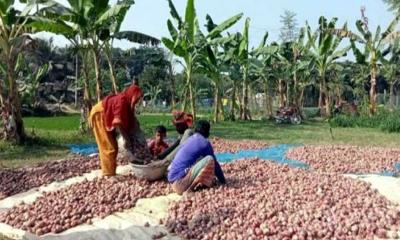 দৌলতপুরে মুলকাটা পেঁয়াজের বাম্পার ফলন