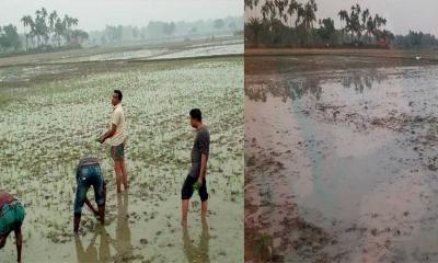 ভালুকায় রোরো ধানক্ষেত নষ্টের অভিযোগ