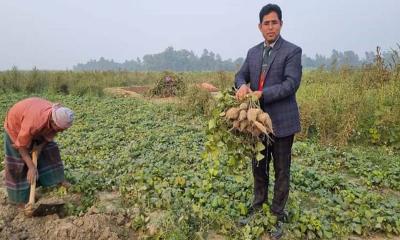 কেশর আলু চাষে লাভবান যমুনা চরাঞ্চলের কৃষকরা