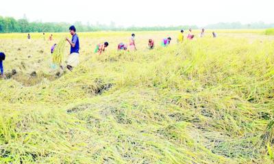 আমনের কাঙ্ক্ষিত উৎপাদনে শঙ্কা