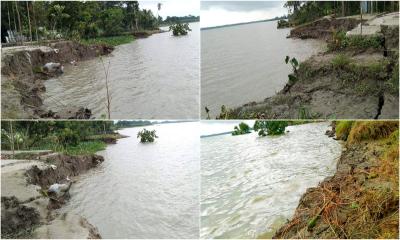 নদী ভাঙ্গনে দিশেহারা চরবাড়িয়ার মানুষ