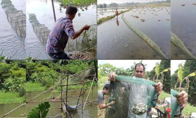 বিলের জলে গুপ্ত ঘাতক হুমকির মুখে জীব বৈচিত্র্য