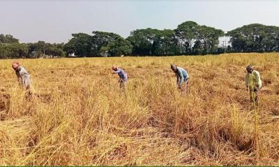 আমন ধান ঘরে তুলতে ব্যস্ত সালথার কৃষকরা