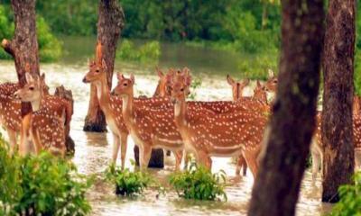 নিঝুম দ্বীপ প্লাবিত, লোকালয়ে বন্য হরিণ