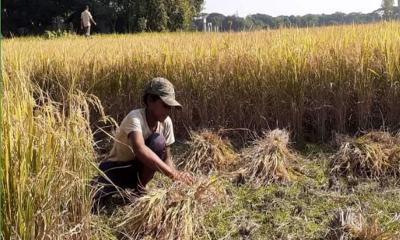 তাড়াইলে আমনের বাম্পার ফলন