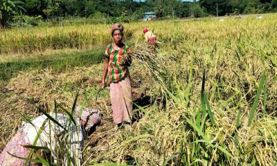 লামায় রোপা আমনের বাম্পার ফলন কৃষক মুখে হাসি