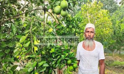 গোসাইরহাটে মাল্টা চাষে সফল শাহে আলম