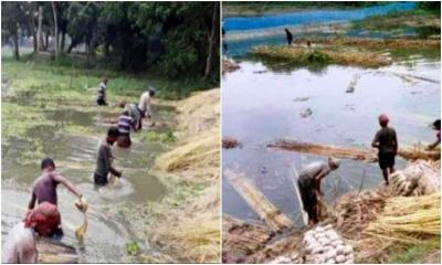 সোনালী আঁশ সংগ্রহে ব্যস্ত কাউনিয়ার পাট চাষিরা