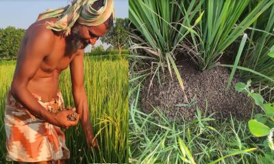 বরেন্দ্র অঞ্চলে ধানে ইঁদুরের হানা, মিলছে না প্রতিকার