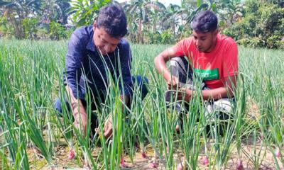 বরেন্দ্র অঞ্চলে পেঁয়াজের ভালো ফলনে দ্বিগুণ লাভের আশা