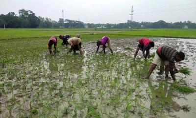 সময় মতো স্বস্তির বৃষ্টিতে খুশি আমন চাষিরা