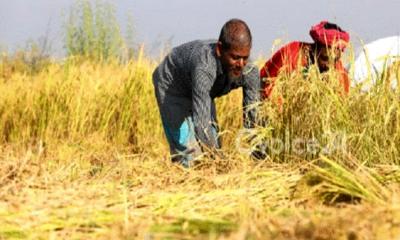 মুন্সীগঞ্জে রোপা আমনের বাম্পার ফলন