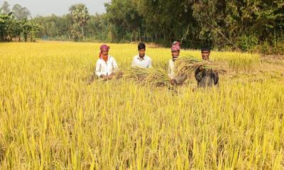 সখীপুরে রোপা আমনের বাম্পার ফলন