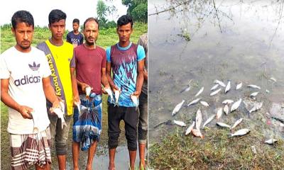 বীরগঞ্জে শত্রুতার জেরে পুকুরে বিষ দিয়ে মাছ নিধন