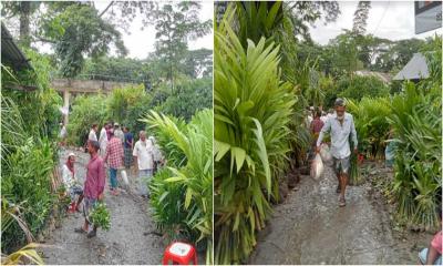 ঝালকাঠিতে গাছের চারার জমজমাট সবুজের হাট