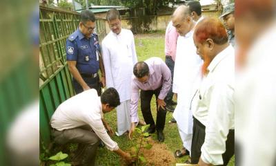 মানিকছড়িতে সাড়ে ৩ হাজার গাছের চারা রোপণ