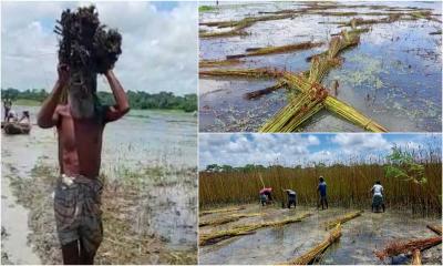 পাট নিয়ে বিপাকে মাদারীপুরের চাষিরা