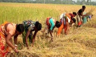 শেরপুরে মহিলা শ্রমিক দিয়ে ধান কাটাচ্ছে কৃষকরা