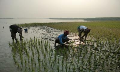 যমুনার দুই পাড়ে বোরো রোপণে ব্যস্ত চরাঞ্চলের কৃষকরা