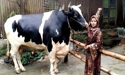 এবার ১৮০০ কেজির ষাঁড় বিক্রি করবেন হামিদা, দাম ১৫ লাখ টাকা 